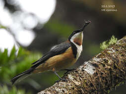 Image of Spinebill