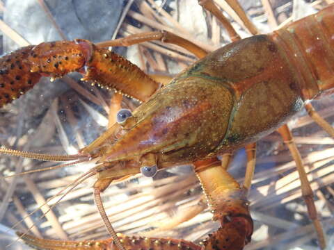 Image of Procambarus leonensis Hobbs 1942