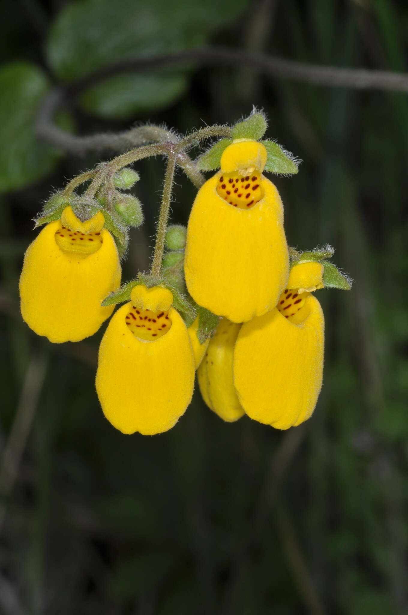 Image of Calceolaria crenatiflora Cav.