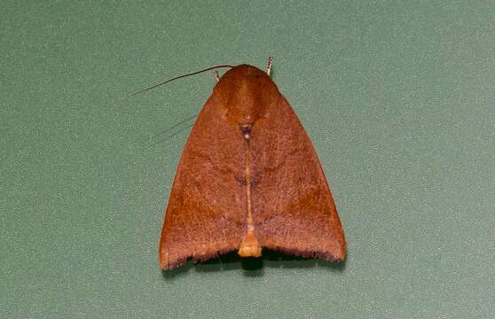 Image of Carea unipunctata Bethune-Baker 1906