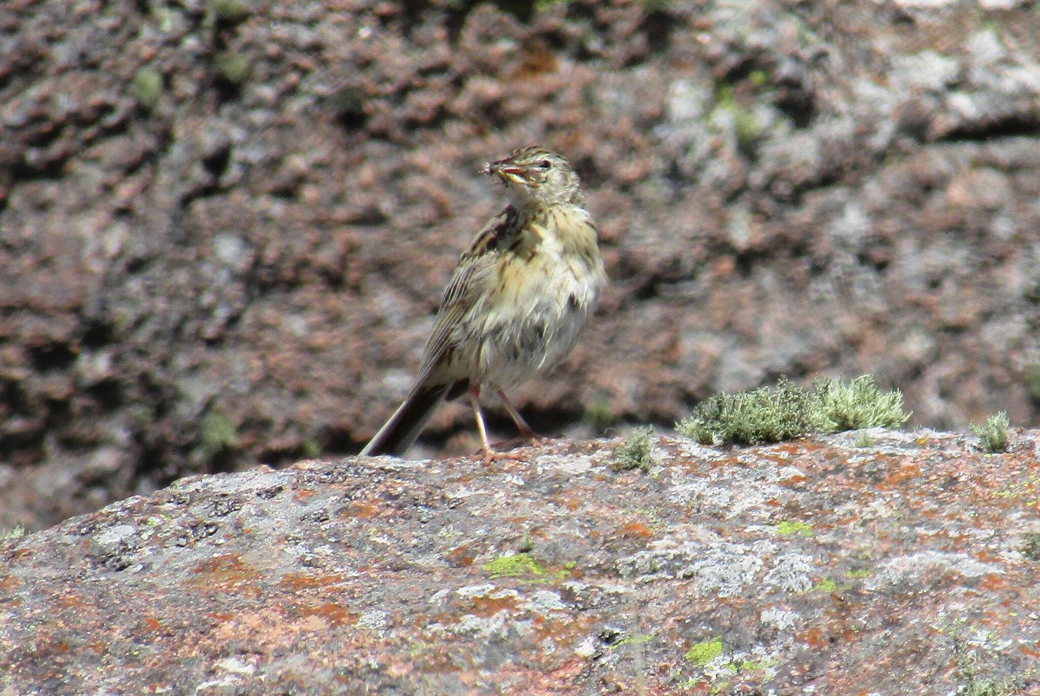 Image of Hellmayr's Pipit