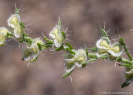 Image of moth combseed