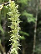 Слика од Carpinus rankanensis Hayata