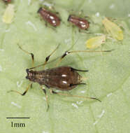 Image of Aphid