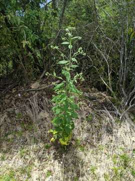 Carduinae resmi