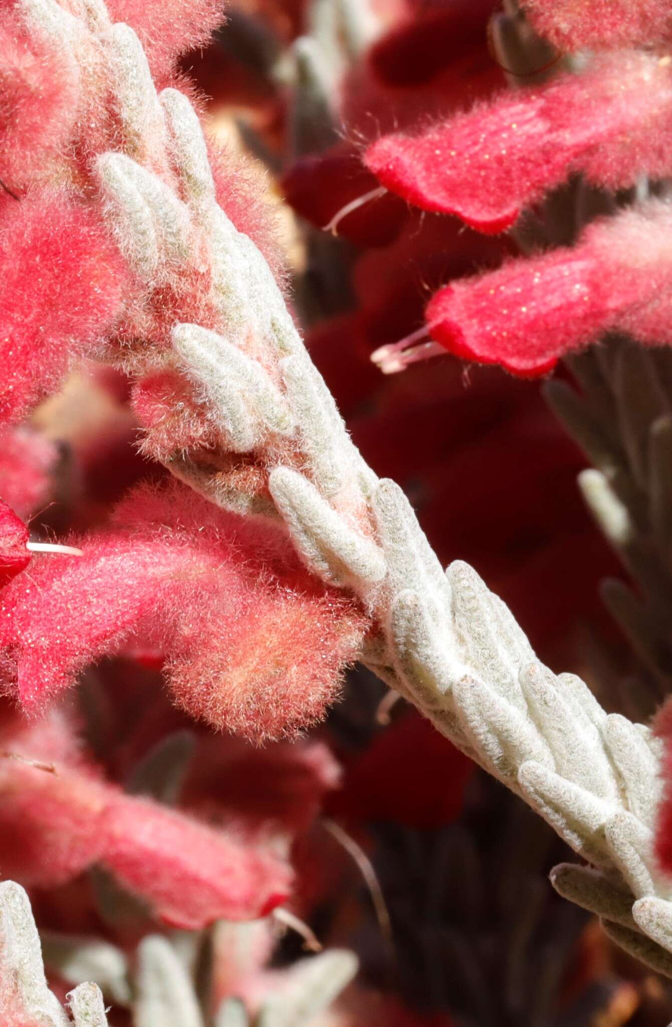 Image of Hemiphora elderi (F. Muell.) F. Muell.