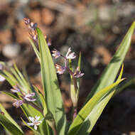 Sivun Wurmbea australis (R. J. Bates) R. J. Bates kuva