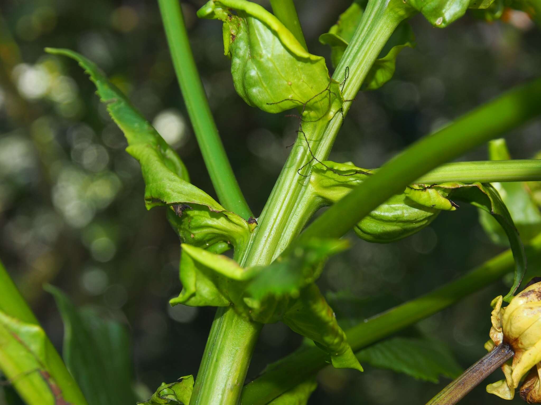 Image of Jessea cooperi (Greenm.) H. Rob. & Cuatrec.