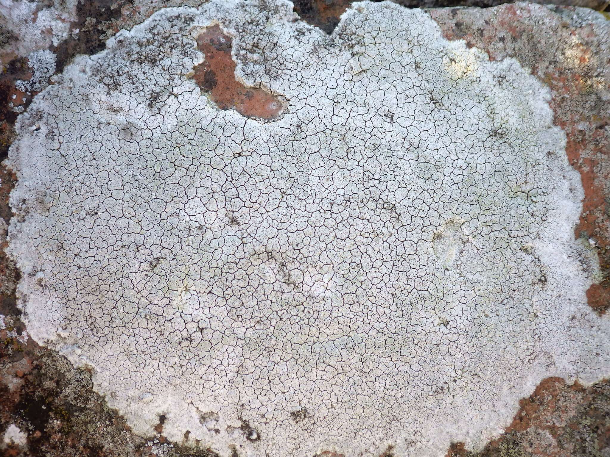 Image of crater lichen