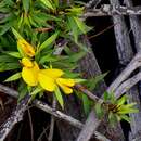 Image of Pultenaea villifera var. villifera