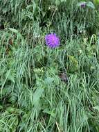 صورة Knautia dipsacifolia Kreutzer