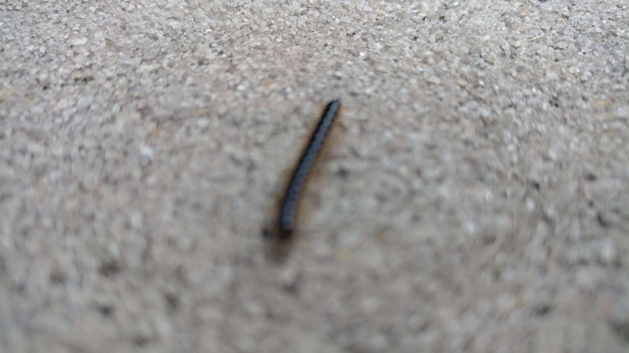 Image of Millipede