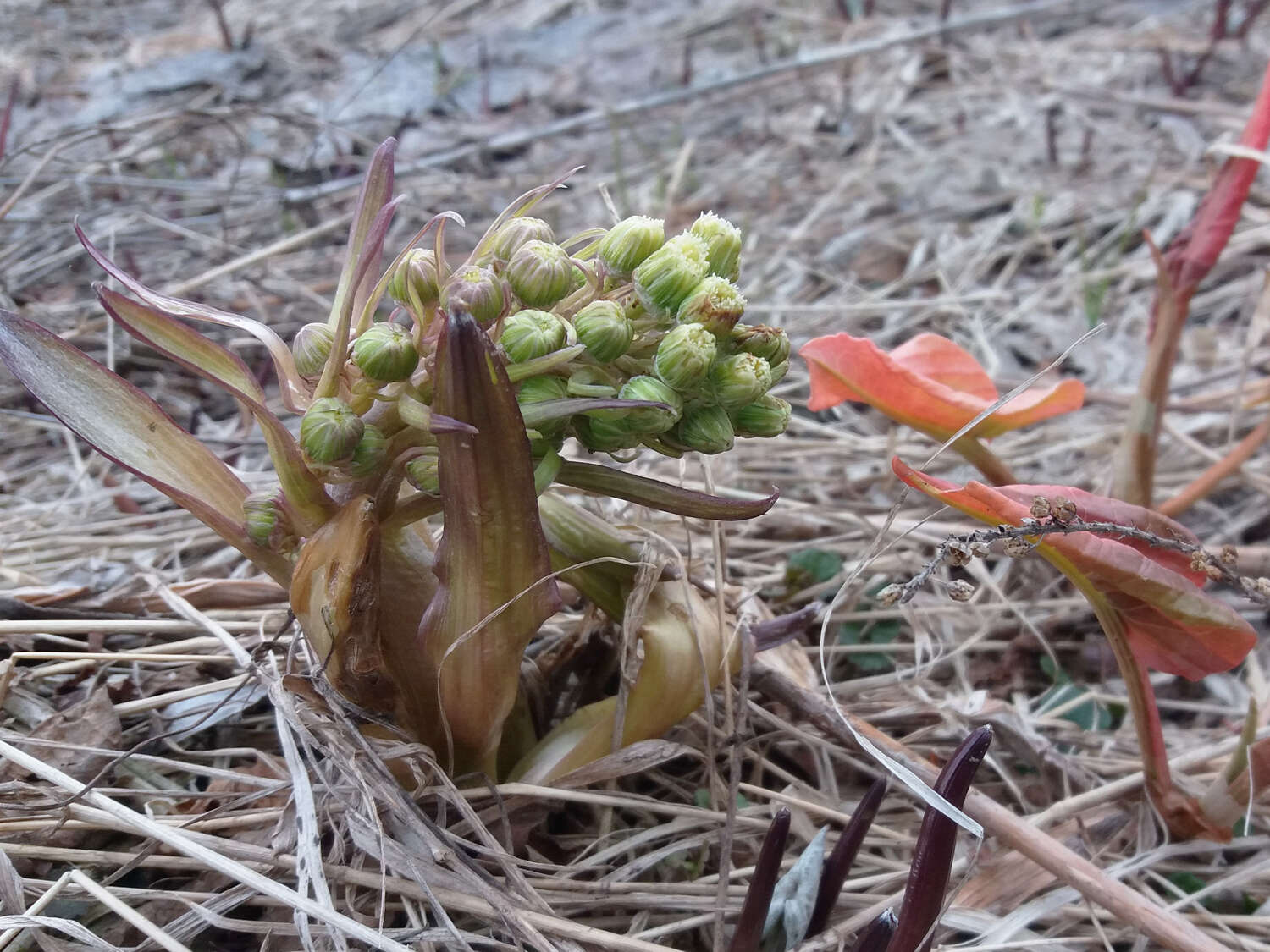 Image of Petasites spurius (Retz.) Rchb.