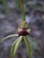 Image of Clubbed spider orchid