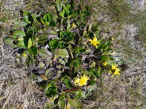 Image of Brachyglottis bellidioides (Hook. fil.) B. Nord.