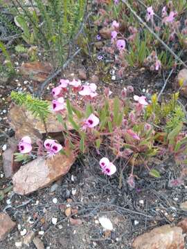 Image of Pelargonium ovale subsp. veronicifolium (Eckl. & Zeyh.) L. Hugo