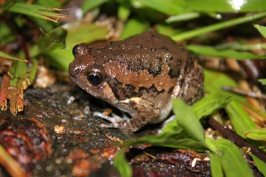 Image of Banded Bullfrog