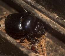 Image of Onthophagus neostenocerus Goidanich 1926