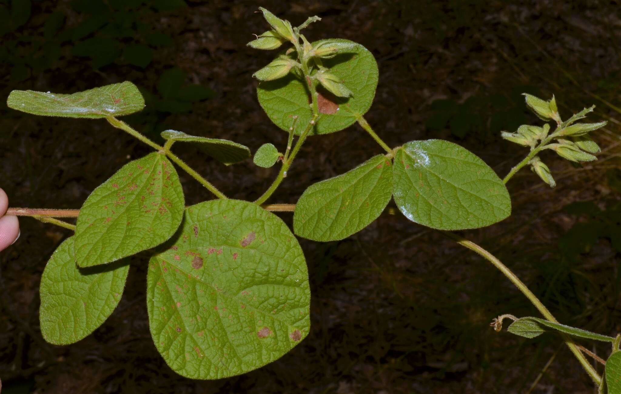 Plancia ëd Rhynchosia latifolia Torr. & A. Gray