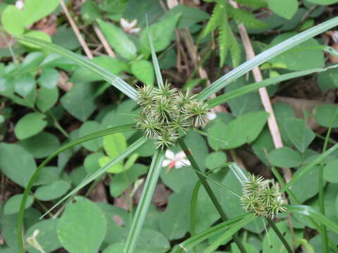 Слика од Cyperus cyperoides (L.) Kuntze