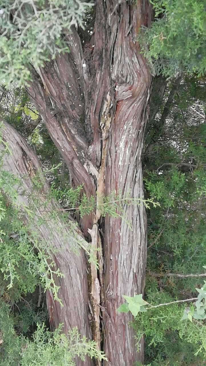 Image of Juniperus saltillensis M. T. Hall