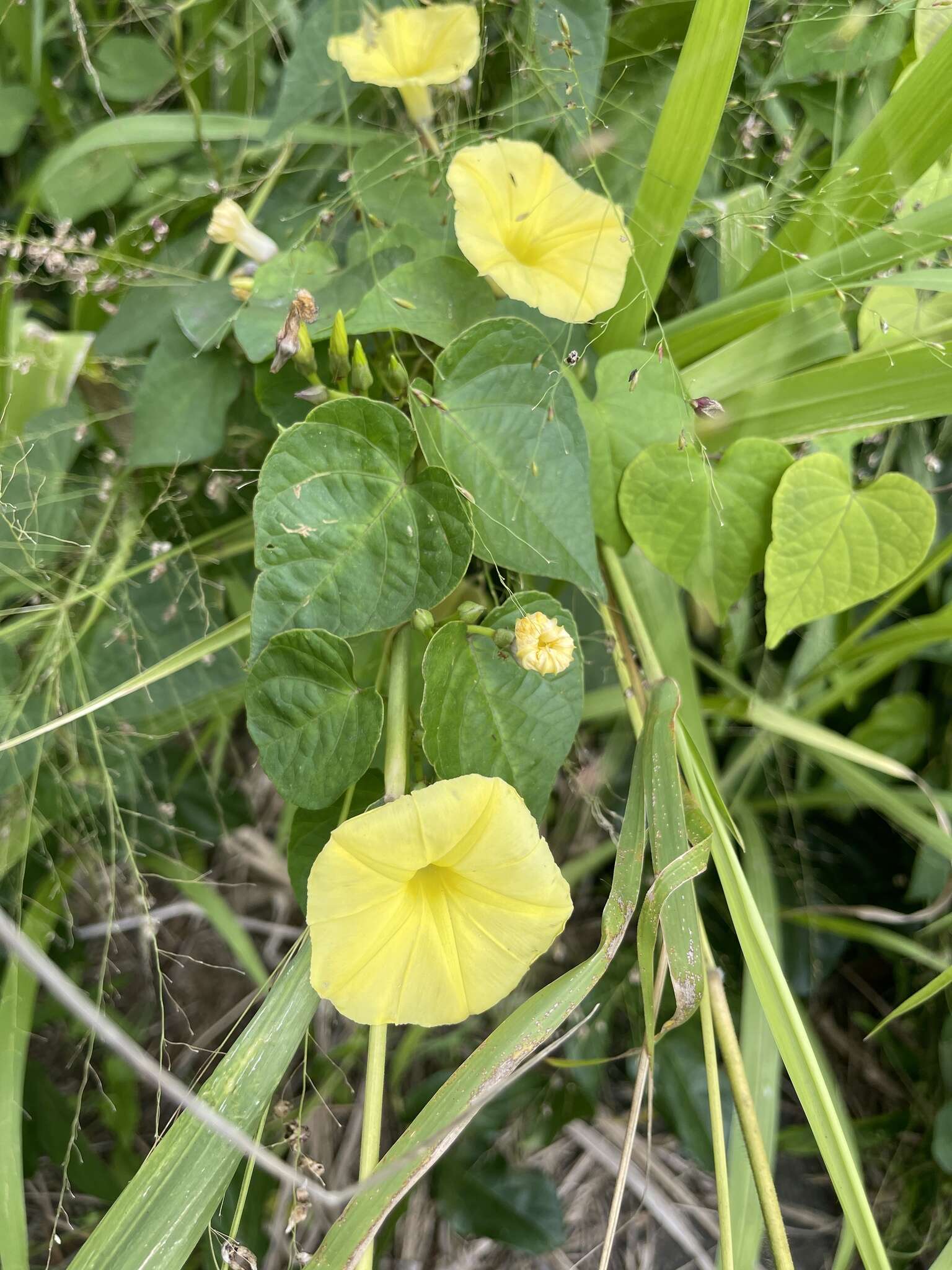 صورة Ipomoea ochracea (Lindl.) G. Don