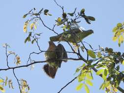 Image of Cinnamon-headed Green Pigeon