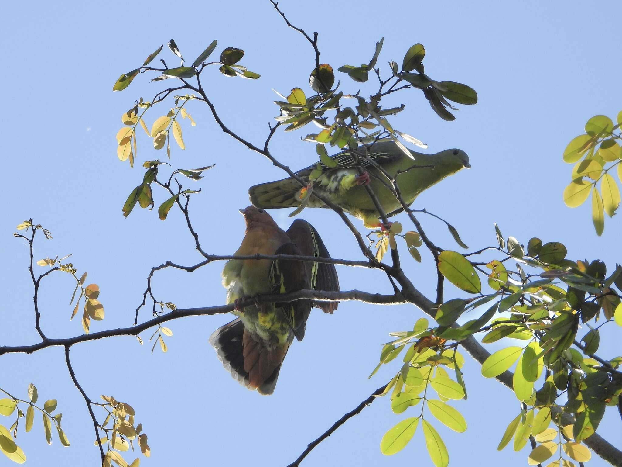 Imagem de Treron fulvicollis (Wagler 1827)