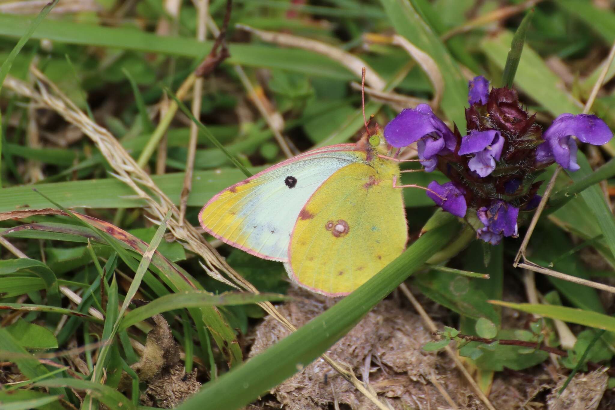 Image of bergers clouded yellow