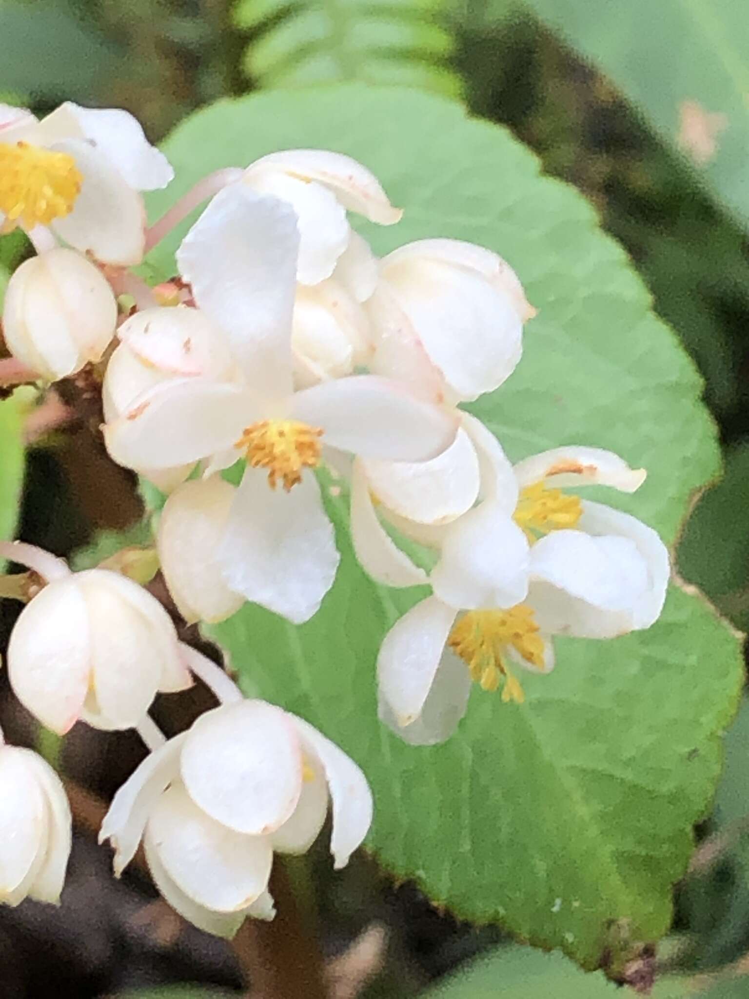 Слика од Begonia meridensis A. DC.