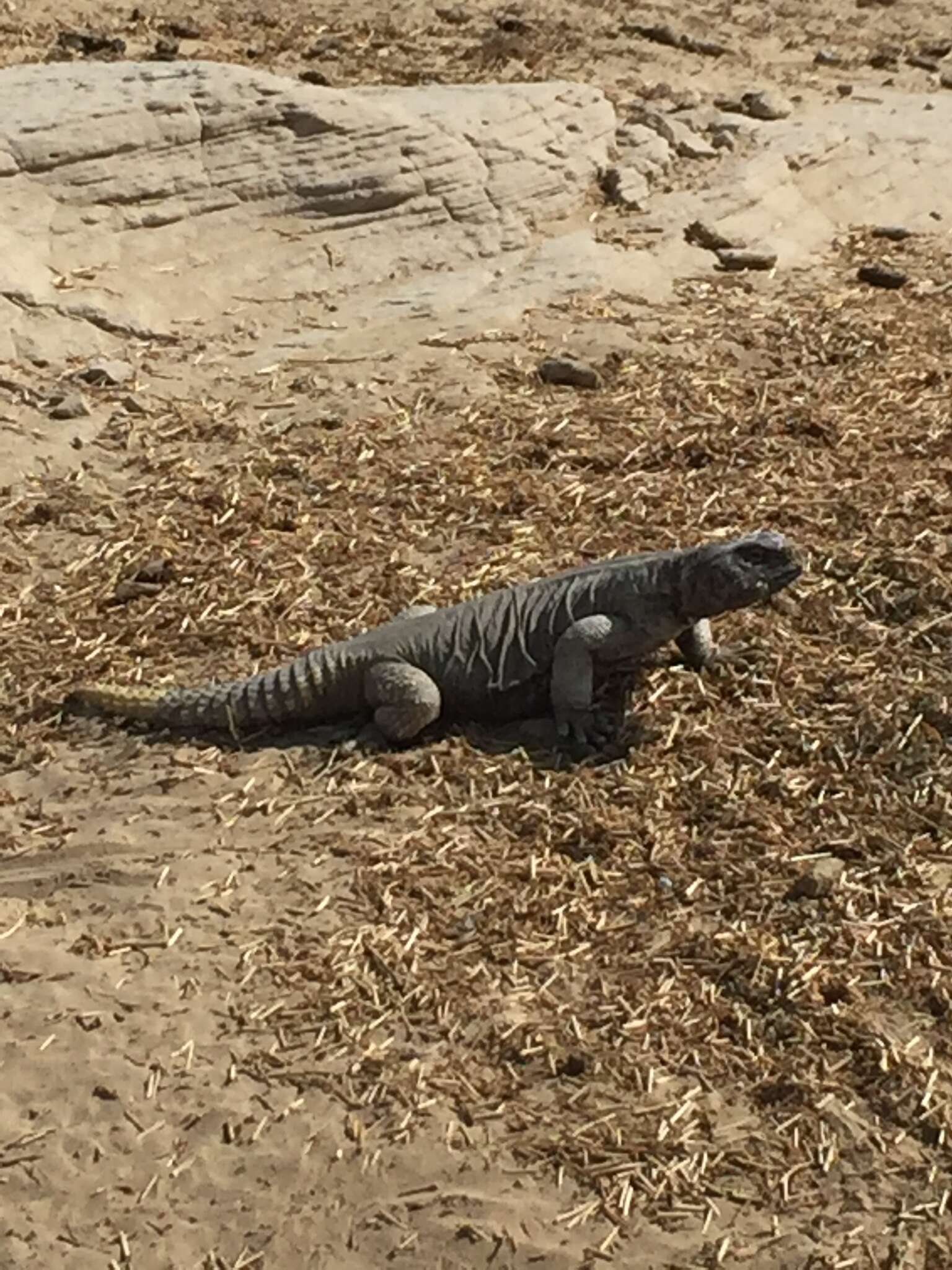 Image of Uromastyx aegyptia leptieni Wilms & Böhme 2000