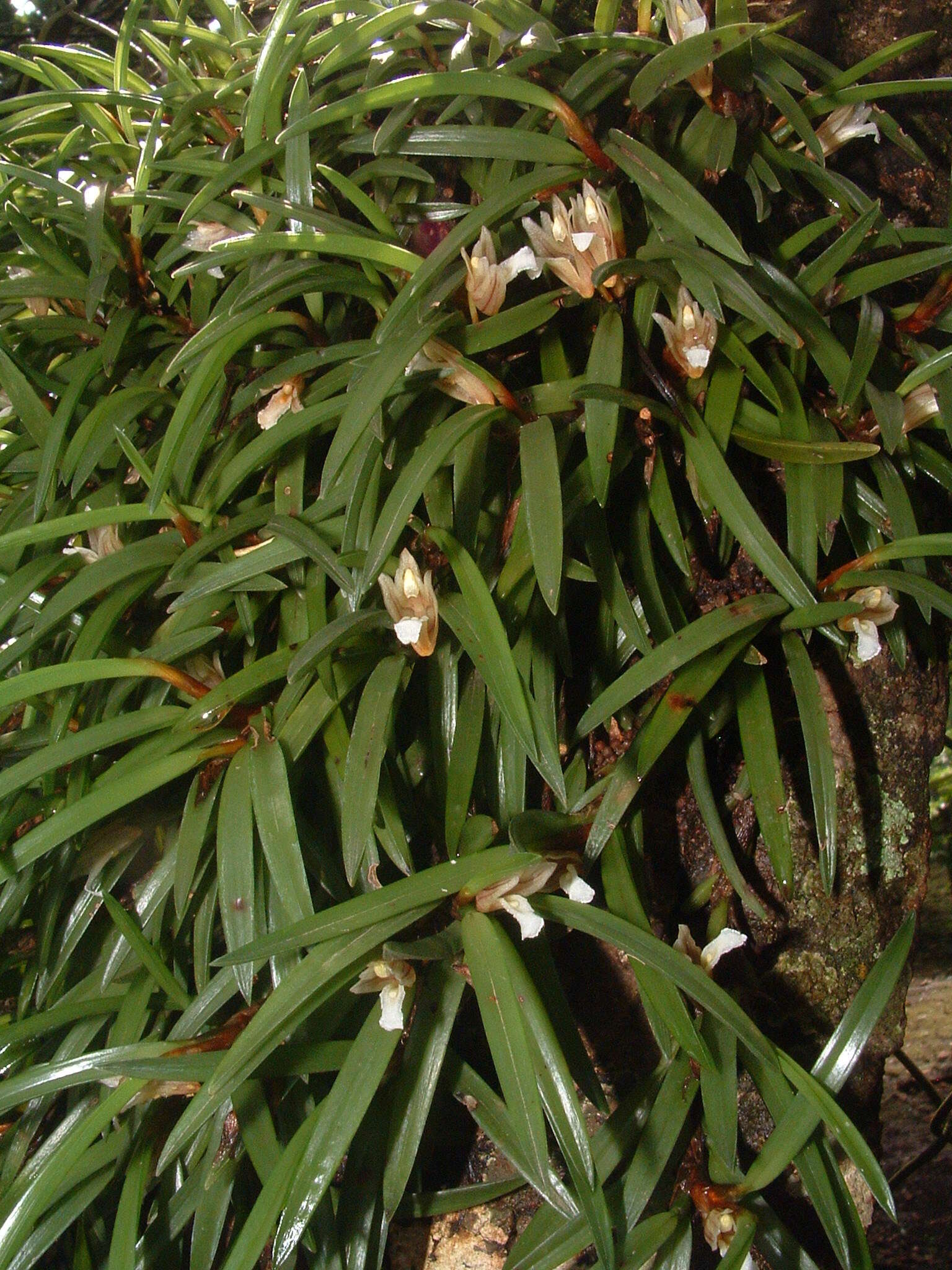 Imagem de Maxillaria macleei Bateman ex Lindl.