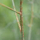 Imagem de Puccinia asparagi DC. 1805