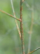 Imagem de Puccinia asparagi DC. 1805