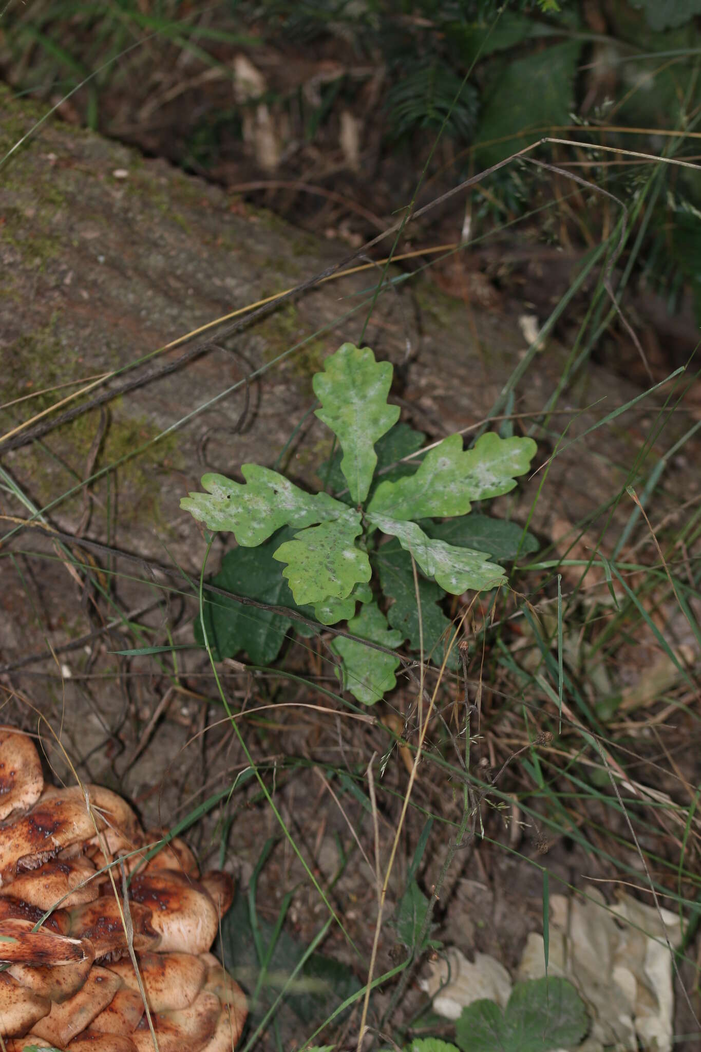 Image de Gymnopus fusipes (Bull.) Gray 1821