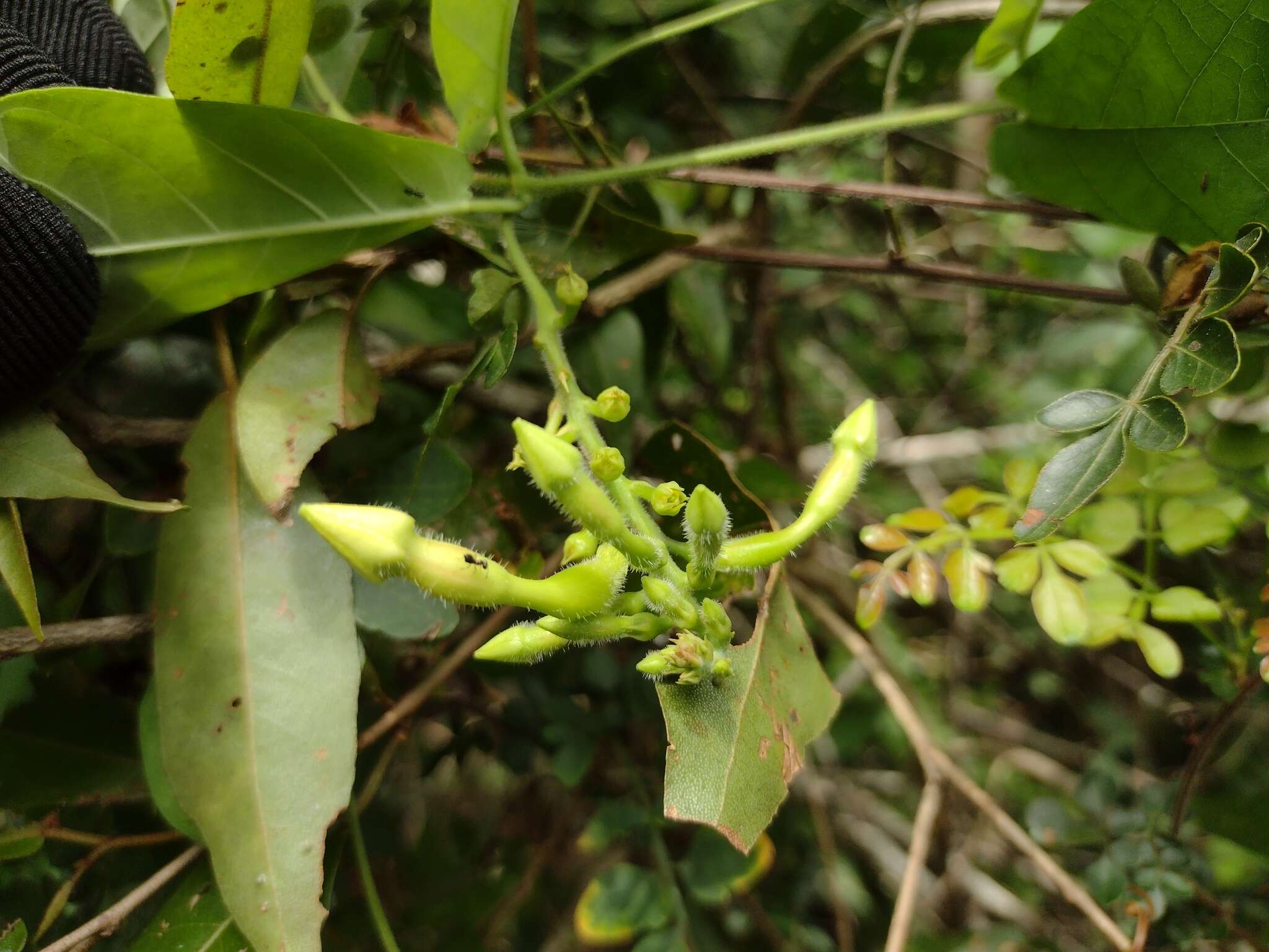 Image of Mandevilla subsagittata (Ruiz & Pav.) R. E. Woodson