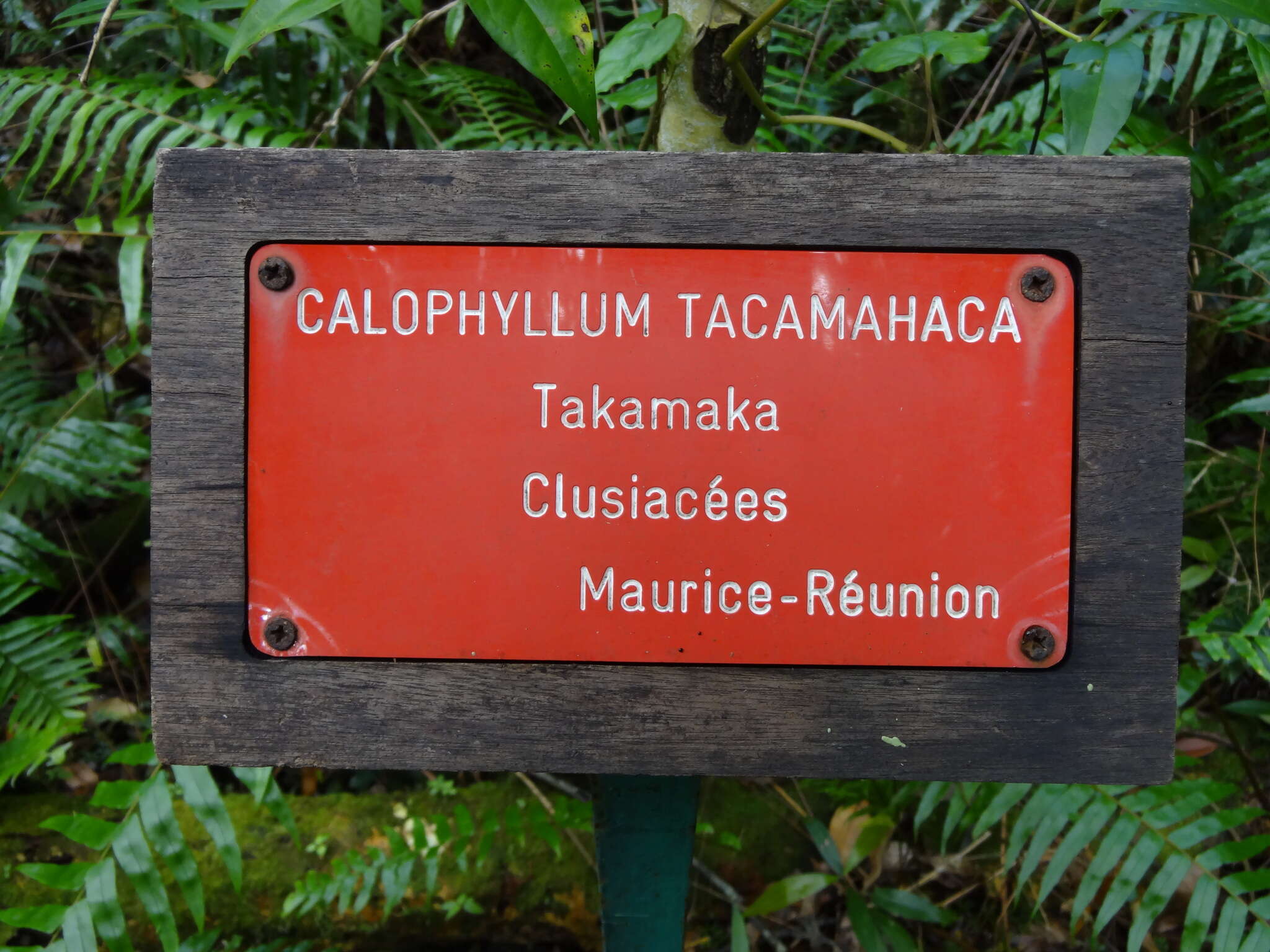 Image de Calophyllum tacamahaca Willd.