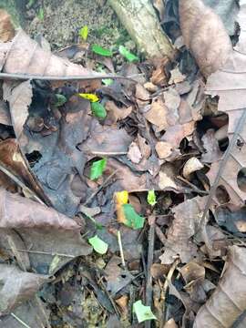 Image of Leaf-cutter ant