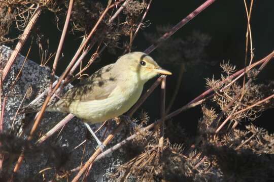 Image of Melodious Warbler