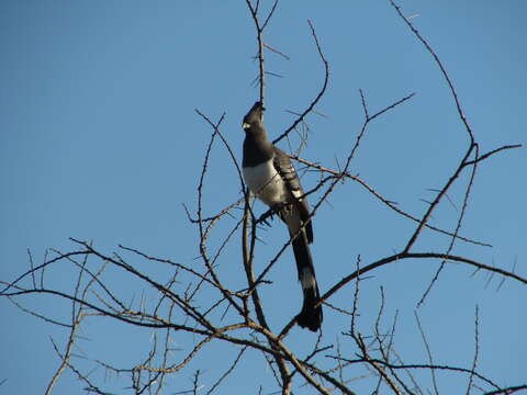 Image of White-bellied Go-away-bird