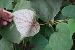 Слика од Begonia grandis subsp. sinensis (A. DC.) Irmsch.