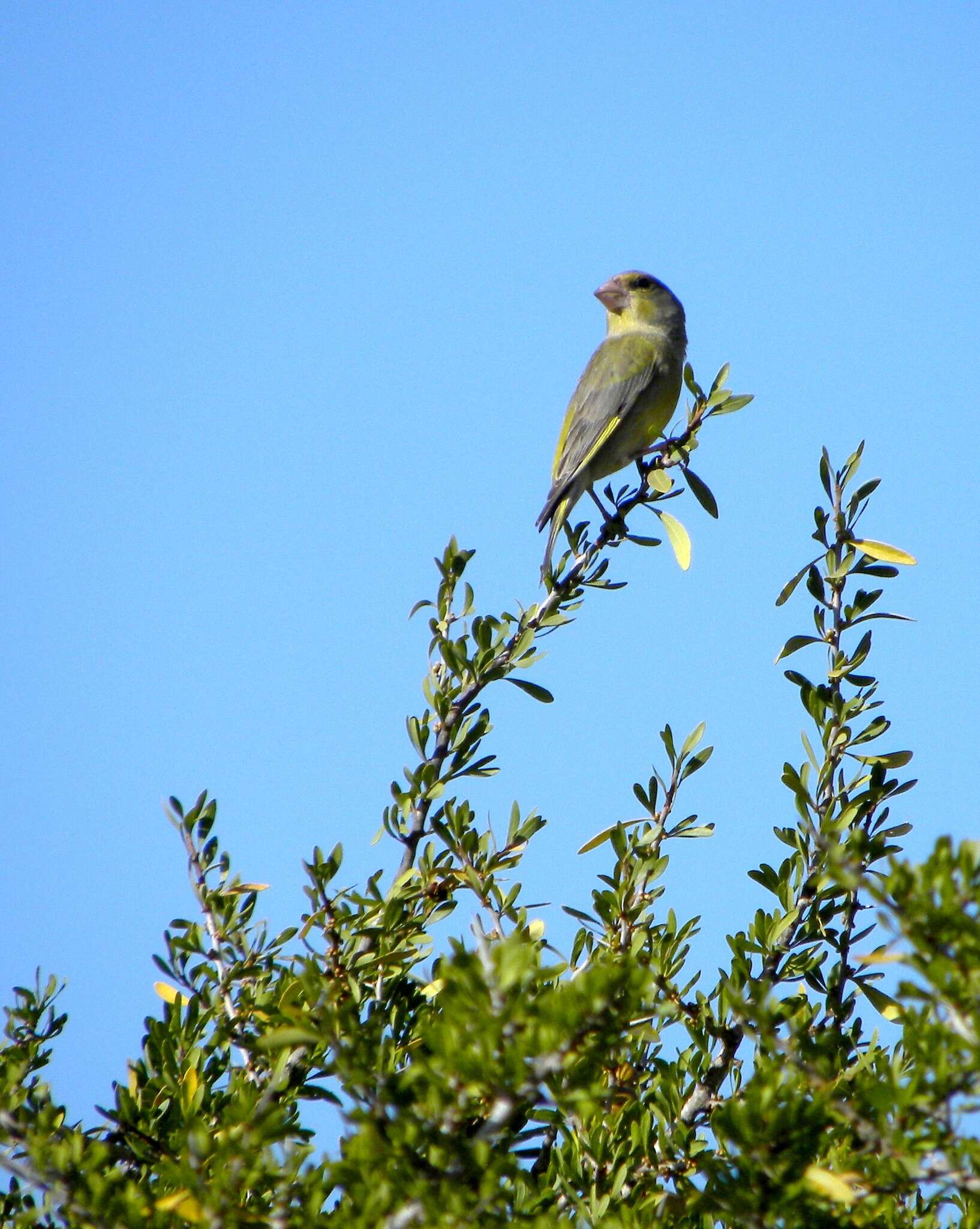 Chloris chloris voousi (Roselaar 1993) resmi