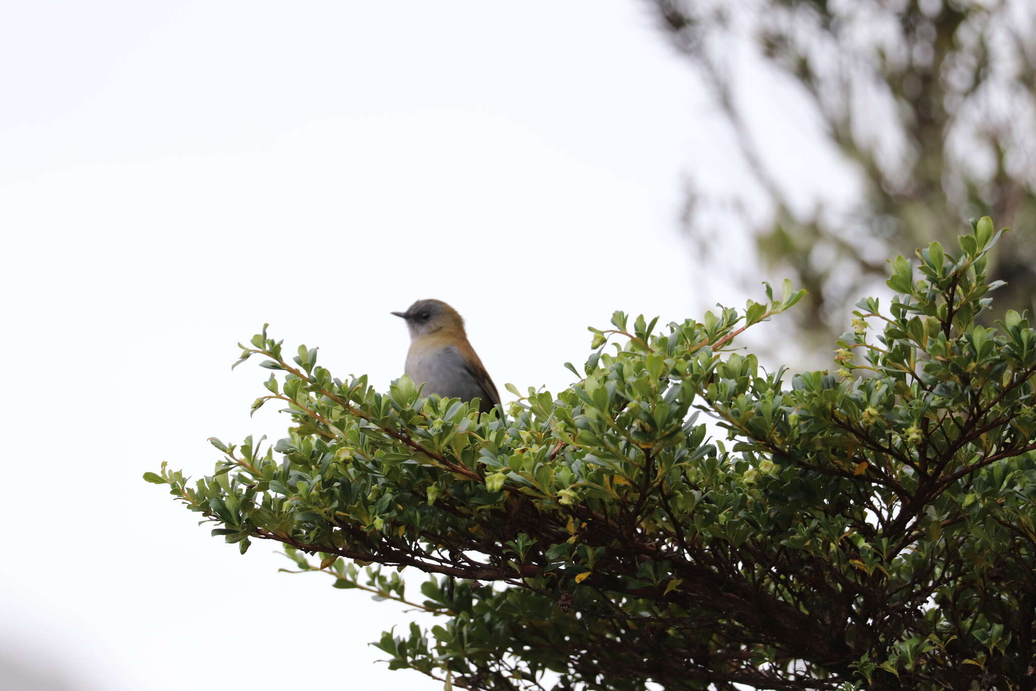 Image of Black-billed Nightingale-Thrush