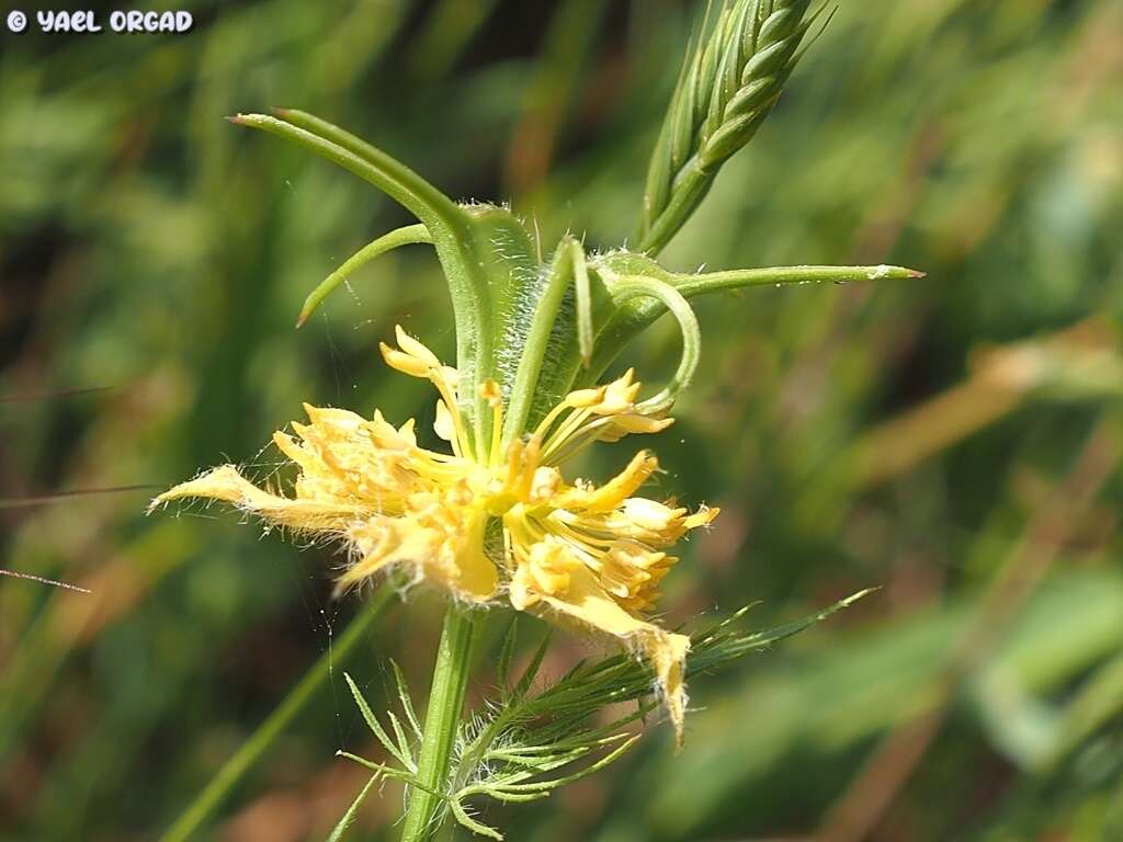 Image of Nigella ciliaris DC.