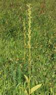 Image of Narrow-spurred Yellow-green Orchid