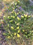 Image of California Pitcher Plant