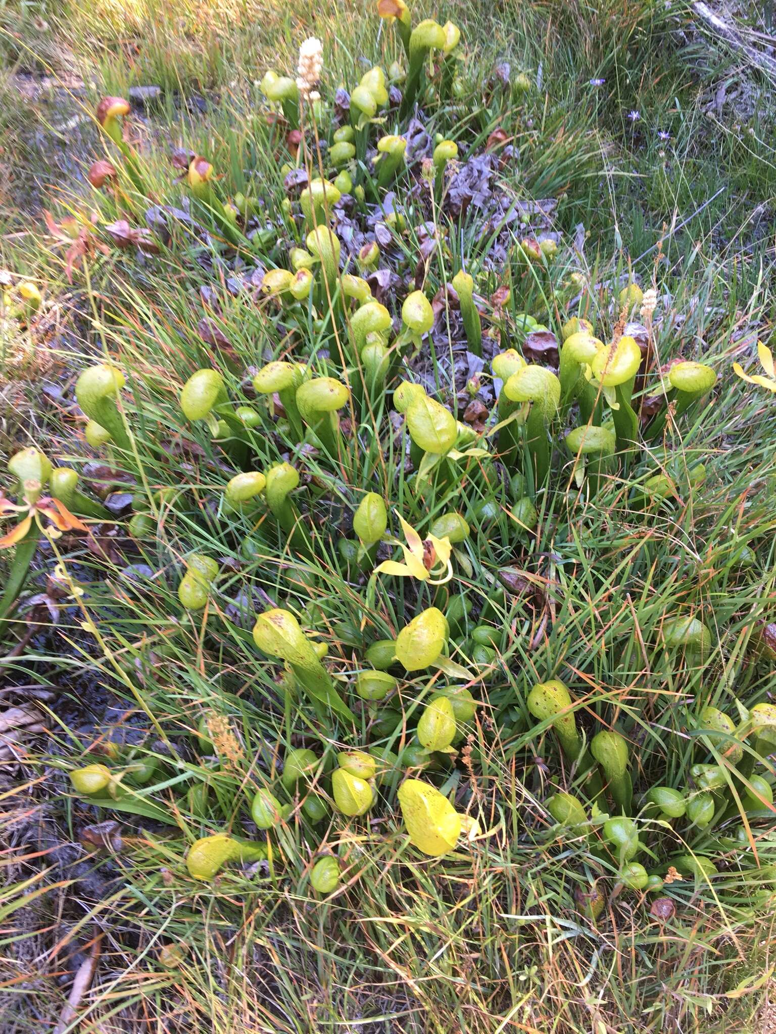 Image of California Pitcher Plant