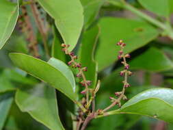 Image of Passovia pyrifolia (Kunth) Tiegh.