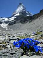 Image of Gentiana terglouensis subsp. schleicheri (Vacc.) Tutin