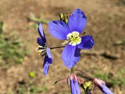 Image of Heliophila coronopifolia L.